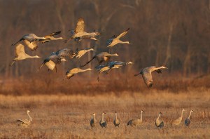 sandhill cranes
