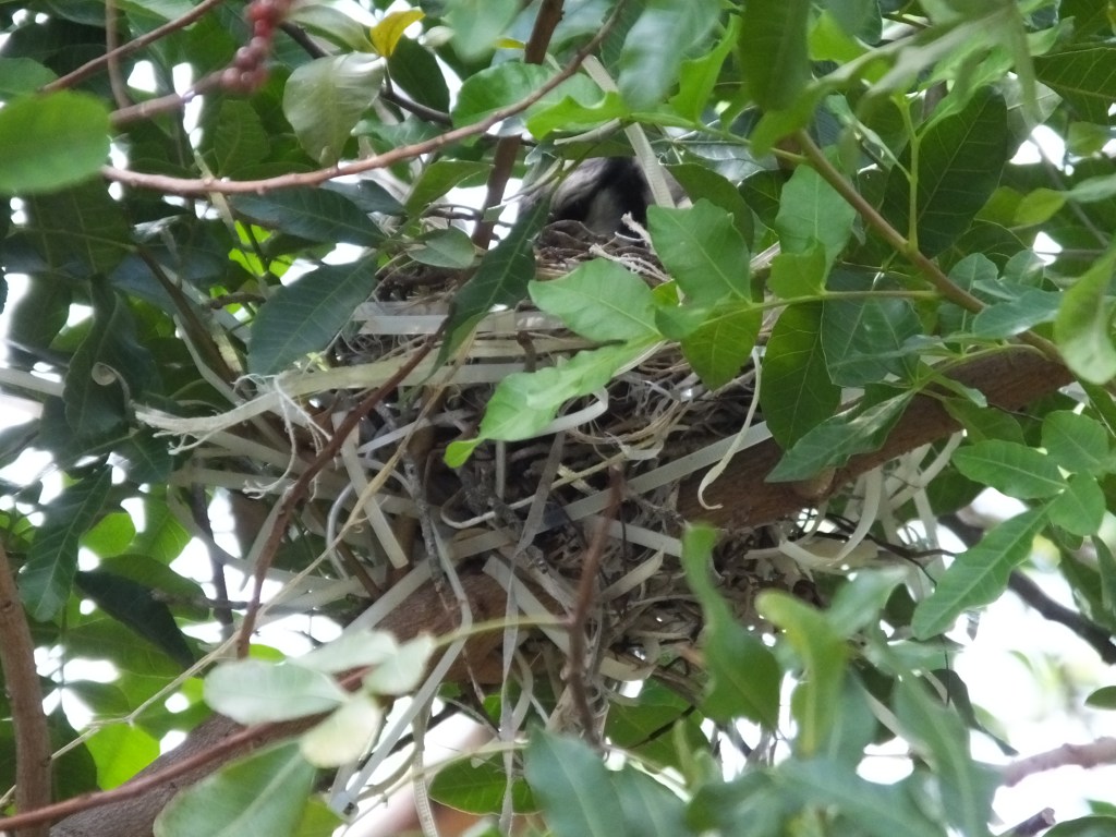 Blue Jay in Nest