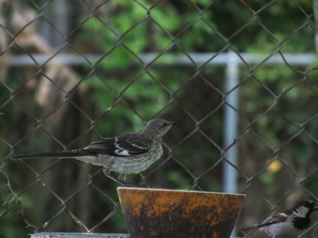 Mockingbird and Sparrow