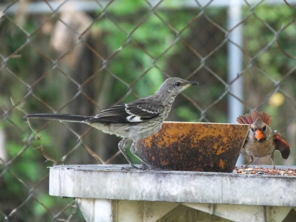 Mockingbird and Female Cardinal